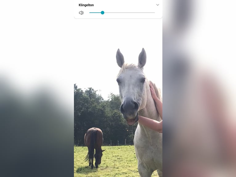 Cheval de sport allemand Jument 14 Ans 167 cm Rouan bleu in Langenhagen