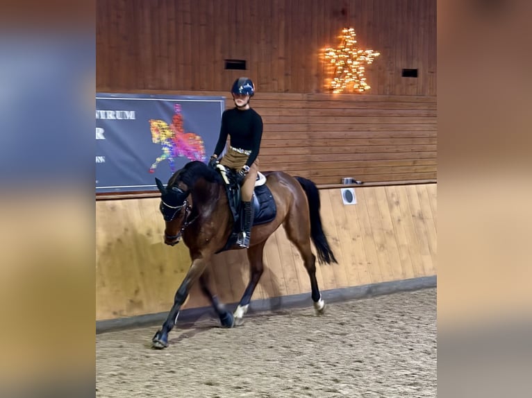 Cheval de sport allemand Jument 14 Ans 168 cm Bai brun in Menden