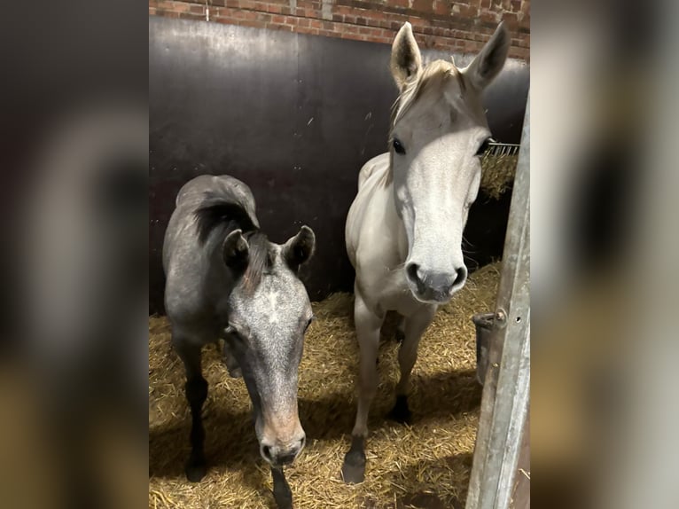 Cheval de sport allemand Jument 14 Ans 168 cm Gris in Nordhorn