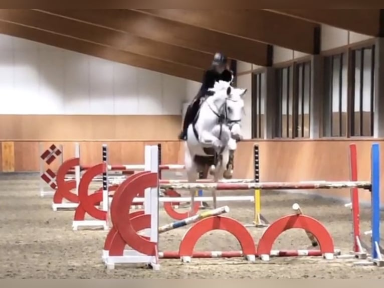 Cheval de sport allemand Jument 14 Ans 170 cm Blanc in Blomsterdalen