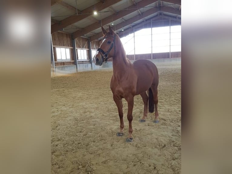 Cheval de sport allemand Jument 14 Ans 172 cm Alezan in Bad Birnbach