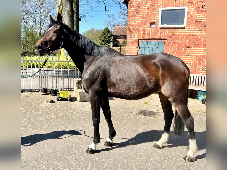 Cheval de sport allemand Jument 14 Ans 172 cm Bai brun in Beelen