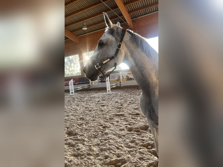 Cheval de sport allemand Jument 14 Ans 173 cm Gris in Bischofswiesen