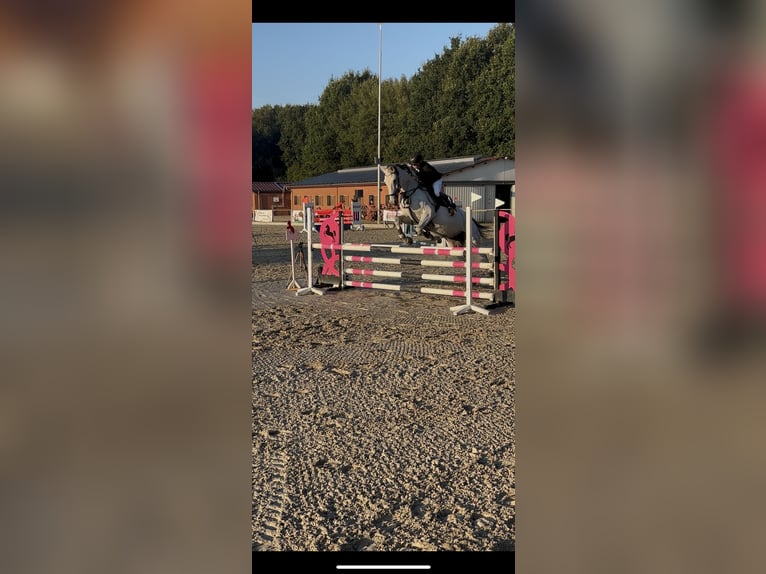 Cheval de sport allemand Jument 14 Ans 174 cm Gris in Voltlage
