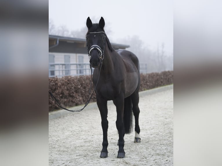 Cheval de sport allemand Jument 14 Ans 178 cm Bai brun in Dessau