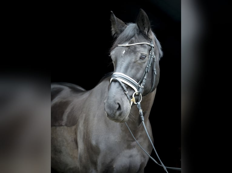 Cheval de sport allemand Jument 14 Ans 178 cm Bai brun in Dessau