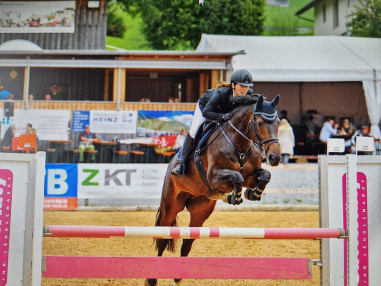 Cheval de sport allemand Jument 14 Ans  in Dornbirn