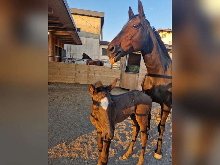 Cheval de sport allemand Jument 14 Ans  in Dornbirn