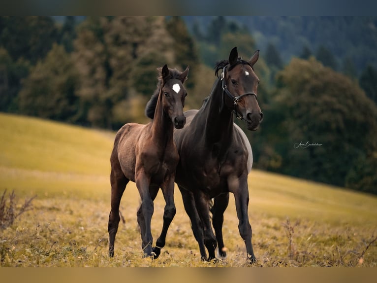 Cheval de sport allemand Jument 14 Ans  in Dornbirn