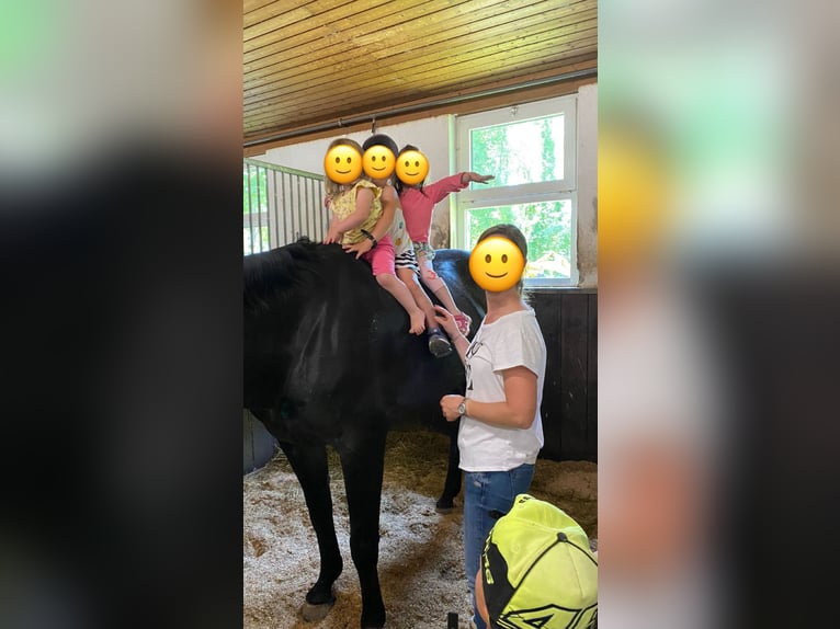 Cheval de sport allemand Jument 14 Ans  in Dornbirn