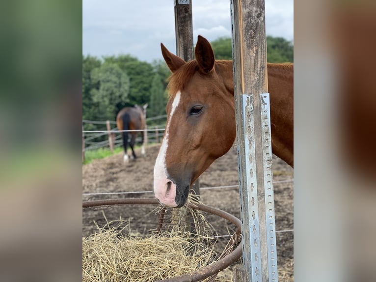 Cheval de sport allemand Croisé Jument 15 Ans 162 cm Alezan in Gevelsberg
