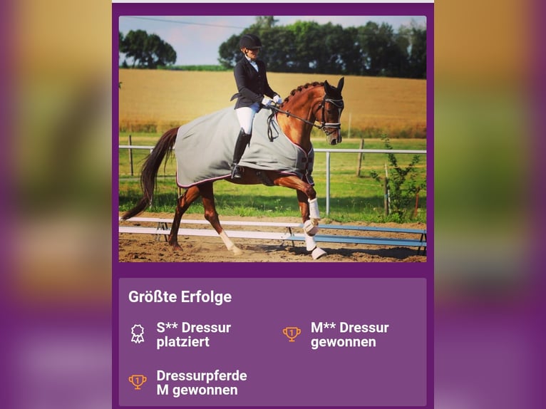 Cheval de sport allemand Jument 15 Ans 162 cm Alezan in Frauenstein