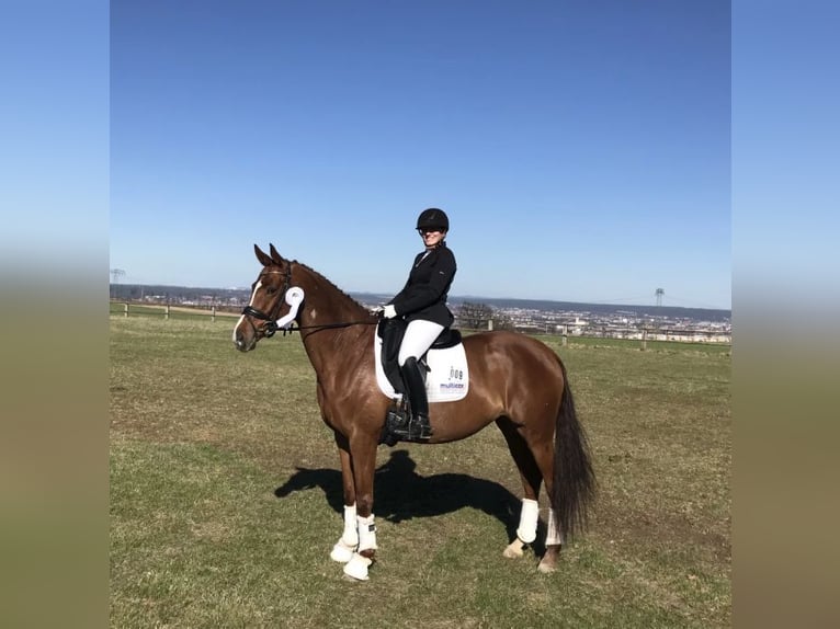 Cheval de sport allemand Jument 15 Ans 162 cm Alezan in Frauenstein