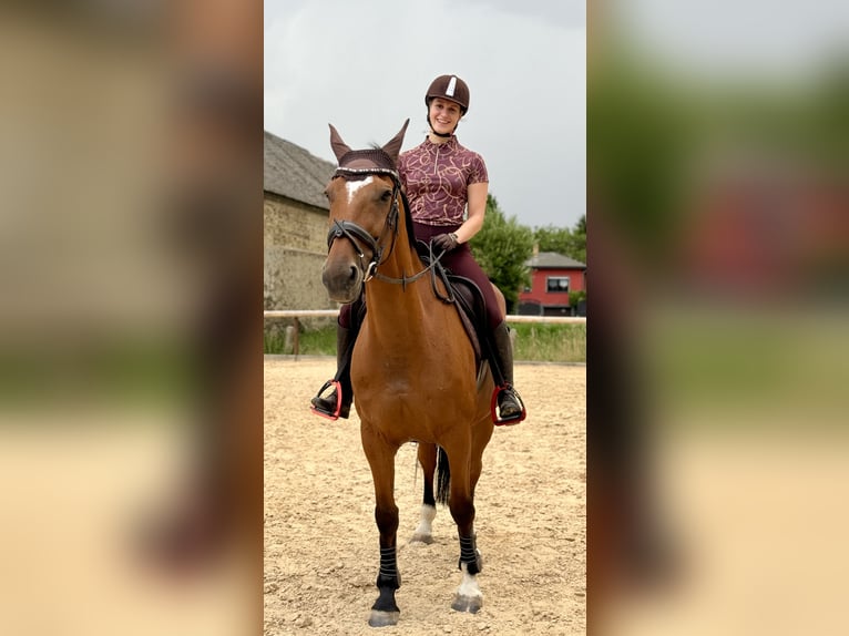 Cheval de sport allemand Jument 15 Ans 163 cm Bai in Borsdorf