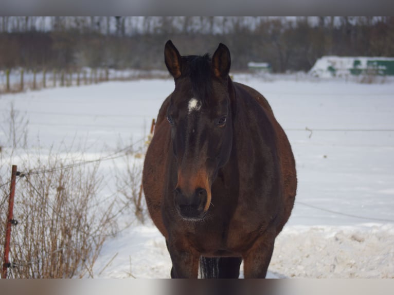 Cheval de sport allemand Jument 15 Ans 163 cm Bai in Schönwalde