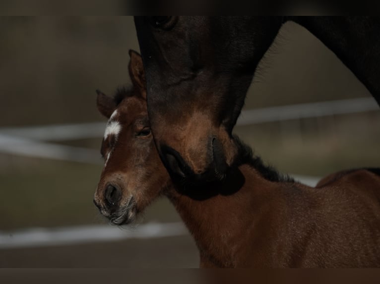 Cheval de sport allemand Jument 15 Ans 163 cm Bai in Schönwalde
