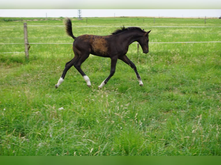 Cheval de sport allemand Jument 15 Ans 165 cm Bai brun in Liebstadt