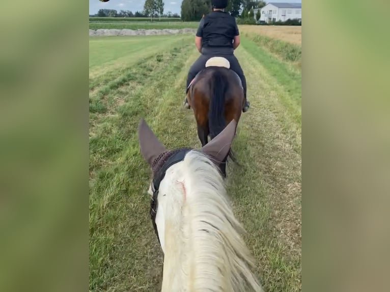 Cheval de sport allemand Jument 15 Ans 165 cm Bai brun in Karlskron