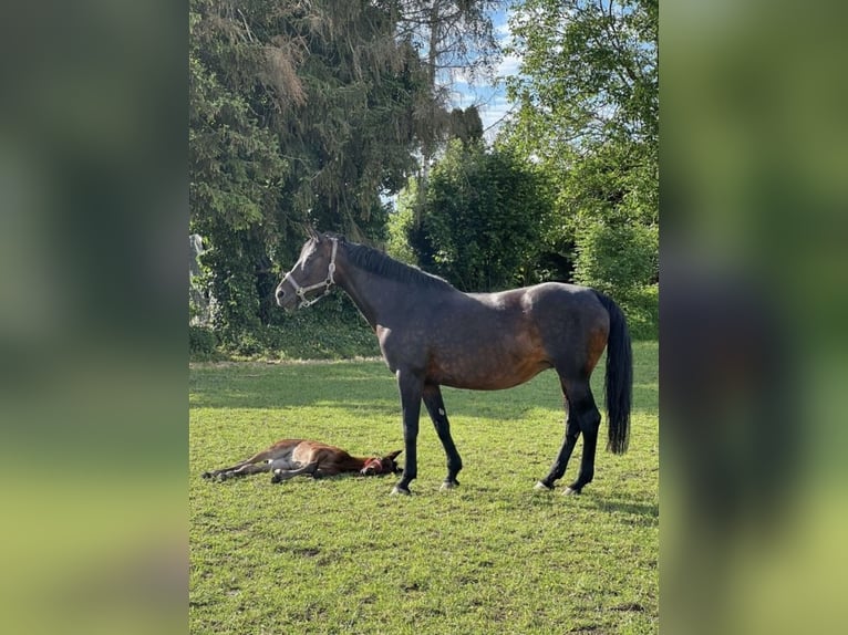 Cheval de sport allemand Jument 15 Ans 165 cm Bai brun in Karlskron