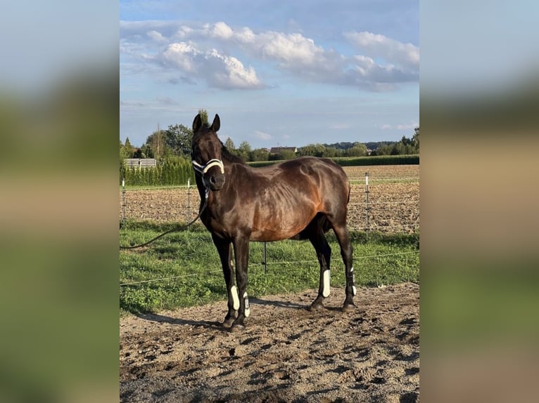 Cheval de sport allemand Jument 15 Ans 165 cm Bai brun in Karlskron