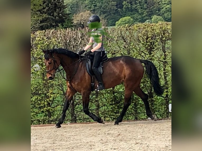 Cheval de sport allemand Jument 15 Ans 165 cm Bai in Minden