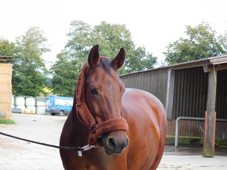 Cheval de sport allemand Jument 15 Ans 168 cm Bai in Voltlage