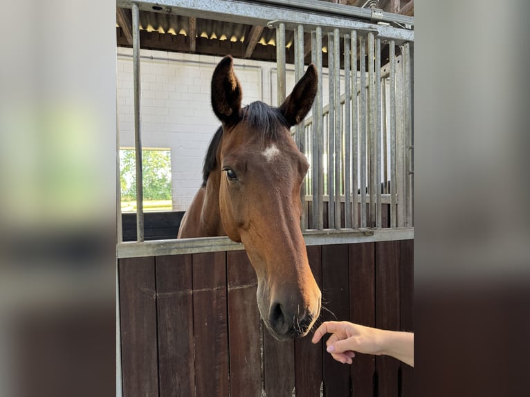 Cheval de sport allemand Jument 15 Ans 168 cm Bai in Grimmen