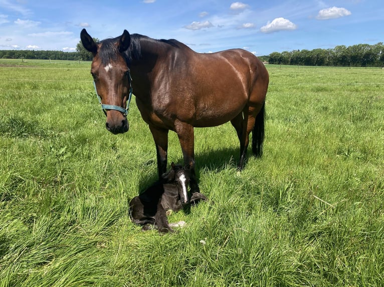 Cheval de sport allemand Jument 15 Ans 168 cm Bai in Grimmen