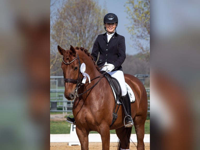 Cheval de sport allemand Jument 15 Ans 170 cm Alezan in Tauberrettersheim