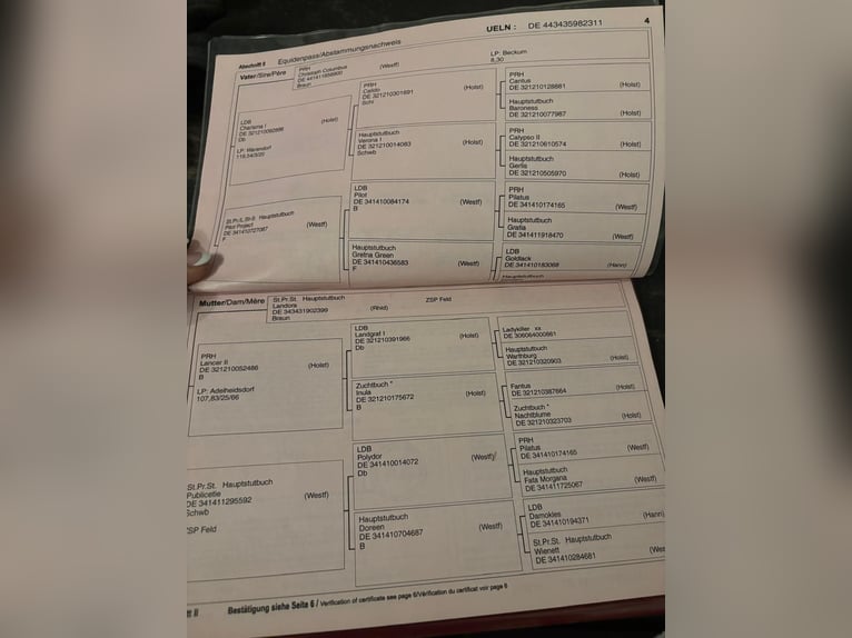 Cheval de sport allemand Jument 15 Ans 170 cm Bai brun in SachsenheimSachsenheim