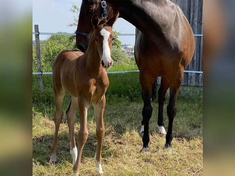 Cheval de sport allemand Jument 15 Ans 170 cm Bai brun in SachsenheimSachsenheim