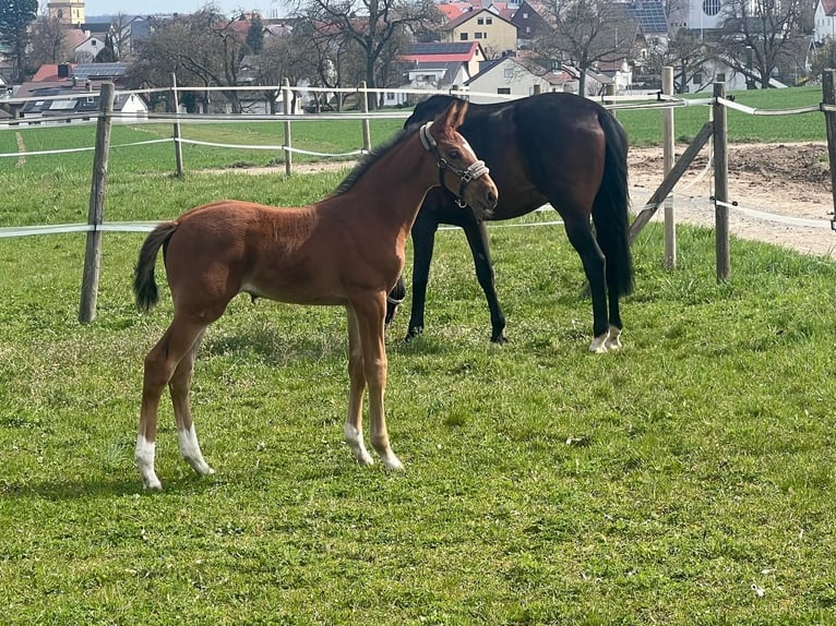 Cheval de sport allemand Jument 15 Ans 170 cm Bai brun in SachsenheimSachsenheim