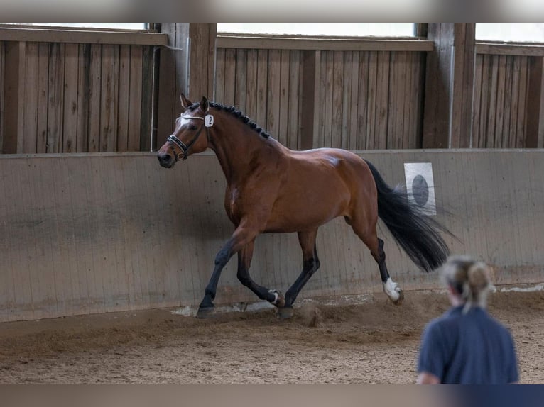 Cheval de sport allemand Jument 15 Ans 171 cm Bai in Furth im Wald