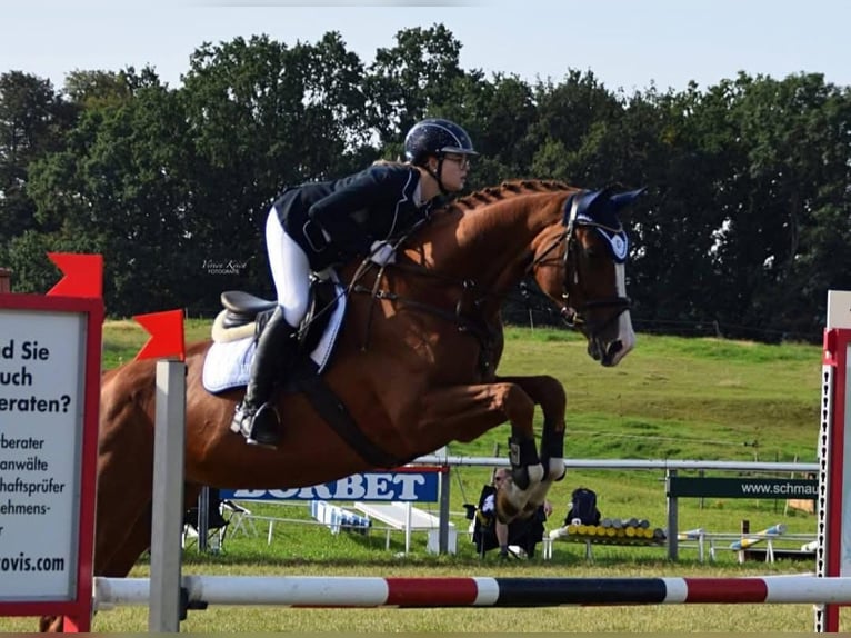 Cheval de sport allemand Jument 15 Ans 173 cm Alezan in Kodersdorf