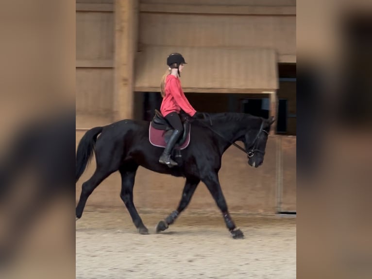 Cheval de sport allemand Jument 15 Ans 175 cm Noir in Osterholz-Scharmbeck
