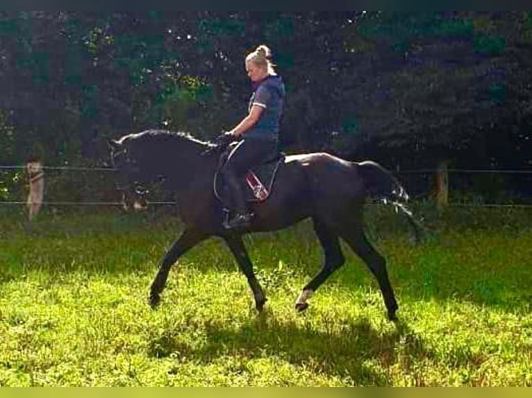Cheval de sport allemand Jument 15 Ans 175 cm Noir in Osterholz-Scharmbeck