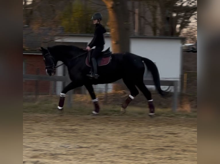 Cheval de sport allemand Jument 15 Ans 175 cm Noir in Osterholz-Scharmbeck