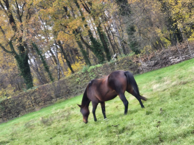 Cheval de sport allemand Jument 15 Ans Bai in Schinveld