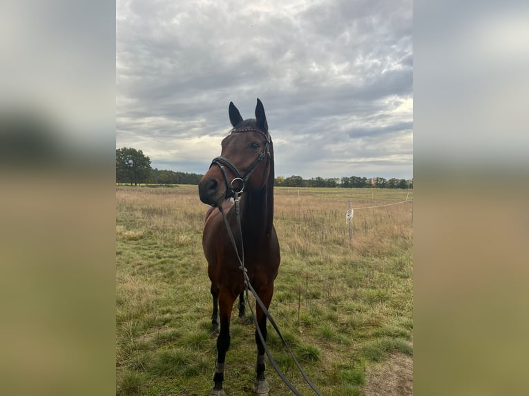 Cheval de sport allemand Jument 15 Ans in Cottbus