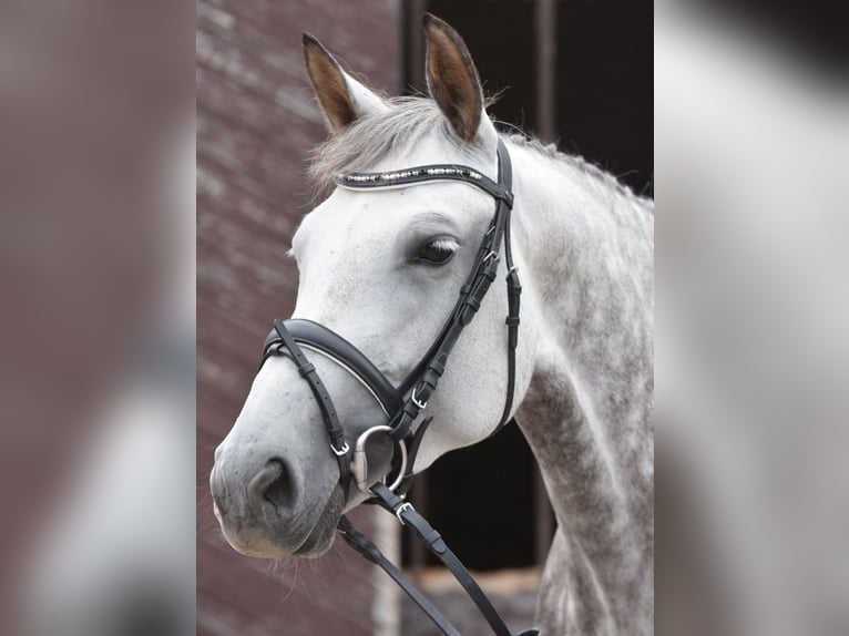 Cheval de sport allemand Jument 15 Ans Gris in Drei Gleichen