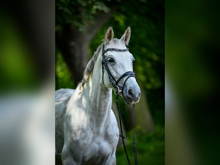 Cheval de sport allemand Jument 15 Ans Gris in Drei Gleichen