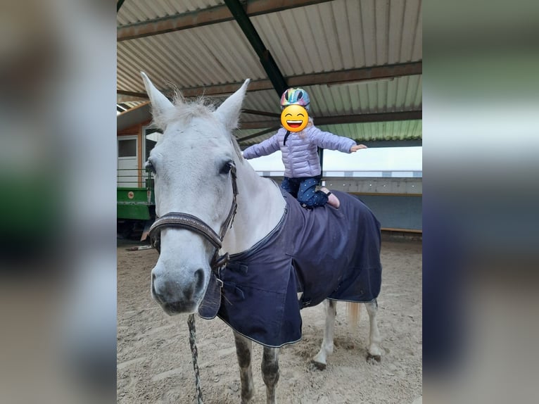 Cheval de sport allemand Jument 15 Ans Gris in Drei Gleichen