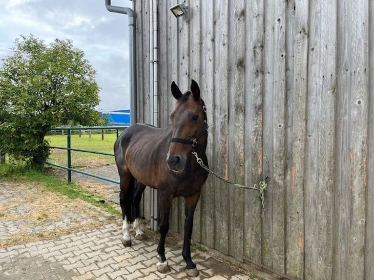 Cheval de sport allemand Jument 16 Ans 150 cm Bai brun in Oberviechtach