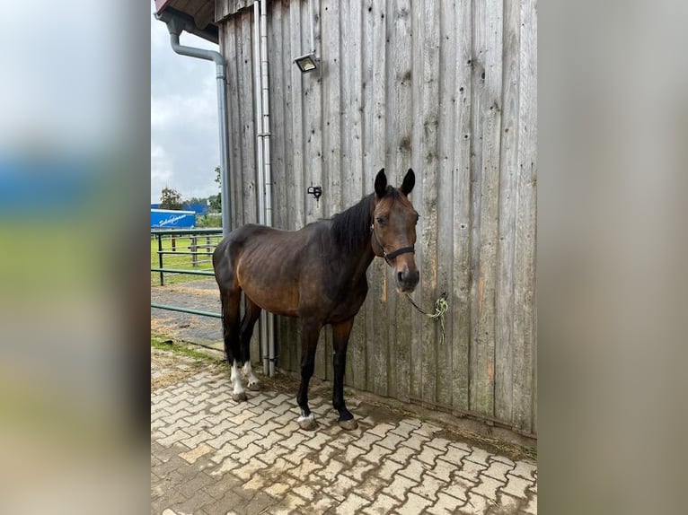 Cheval de sport allemand Jument 16 Ans 150 cm Bai brun in Oberviechtach