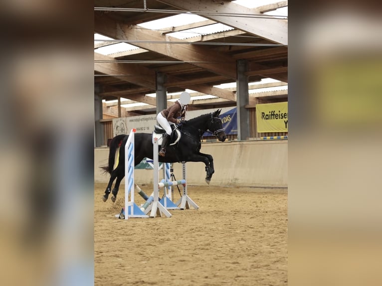 Cheval de sport allemand Jument 16 Ans 163 cm in Amstetten