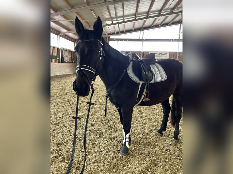 Cheval de sport allemand Jument 16 Ans 163 cm in Amstetten