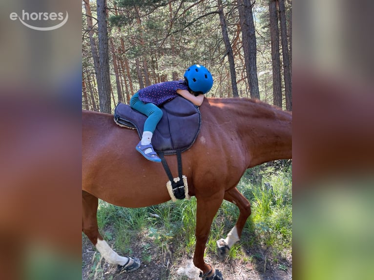 Cheval de sport allemand Jument 16 Ans 164 cm Alezan in Briancon