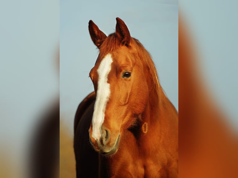 Cheval de sport allemand Jument 16 Ans 164 cm Alezan in Briancon
