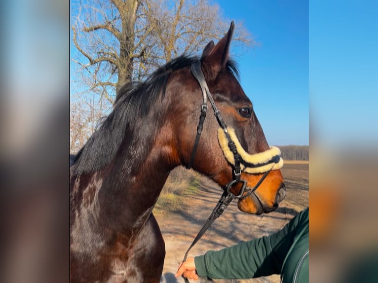 Cheval de sport allemand Jument 16 Ans 164 cm Bai brun in Friedersdorf