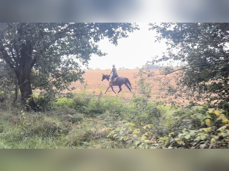 Cheval de sport allemand Jument 16 Ans 165 cm Alezan in Schiffdorf